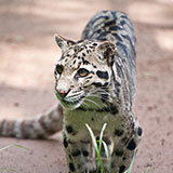  Clouded Leopard 