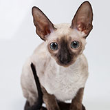  Cornish Rex 