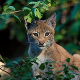  Eurasian Lynx 