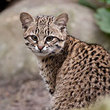  Geoffroys Cat 