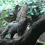  Jaguarundi 