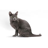  Korat 