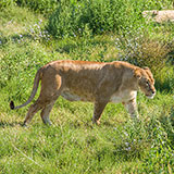  Liger 