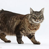  Manx 