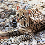  Ocelot 