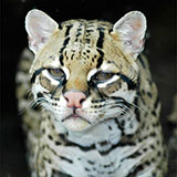  Pantanal 