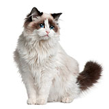  Ragdoll 