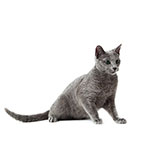  Russian Blue 
