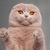  Scottish Fold 