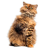 Selkirk Rex 