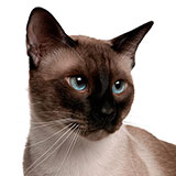  Siamese 