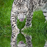  Snow Leopard 