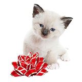  Snowshoe 