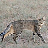  Wildcat 