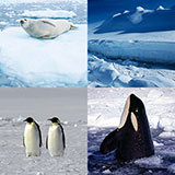  Antarctica 