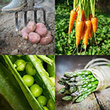 Vegetable 