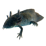  Axolotl 