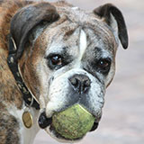  Boxer 