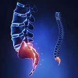  Coccyx 
