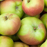  Cox Apples 