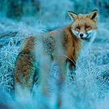  Fox 