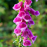  Foxglove 