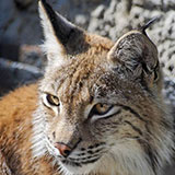  Lynx 