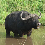  Ox 