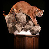  Taxidermy 