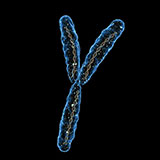  Y Chromosome 