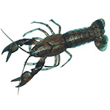  Yabby 