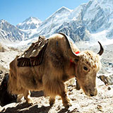  Yak 