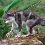  Yapok 