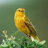  Yellow Warbler 