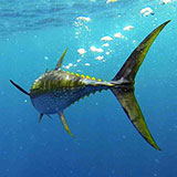  Yellowfin Tuna 