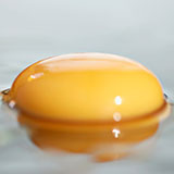  Yolk 