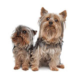  Yorkie 