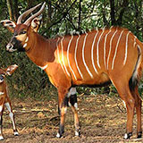  Bongo 