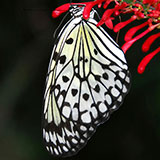  Butterfly 