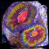  Coral Reef 
