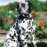  Dalmatian 