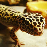  Gecko 