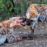  Hyena 