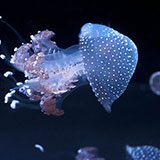  Jellyfish 