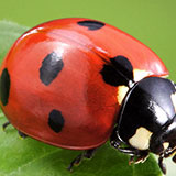  Ladybug 
