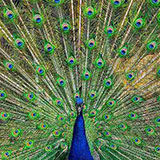  Peacock 