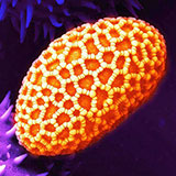  Pollen Grain 