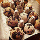  Quail Eggs 
