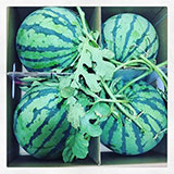  Watermelon 
