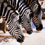  Zebras 